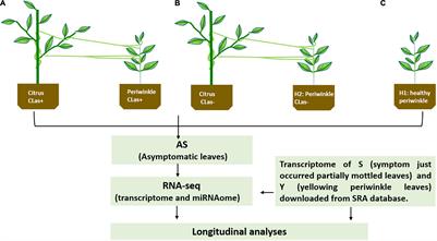 Integrated Analysis of the miRNAome and Transcriptome Reveals miRNA–mRNA Regulatory Networks in Catharanthus roseus Through Cuscuta campestris-Mediated Infection With “Candidatus Liberibacter asiaticus”